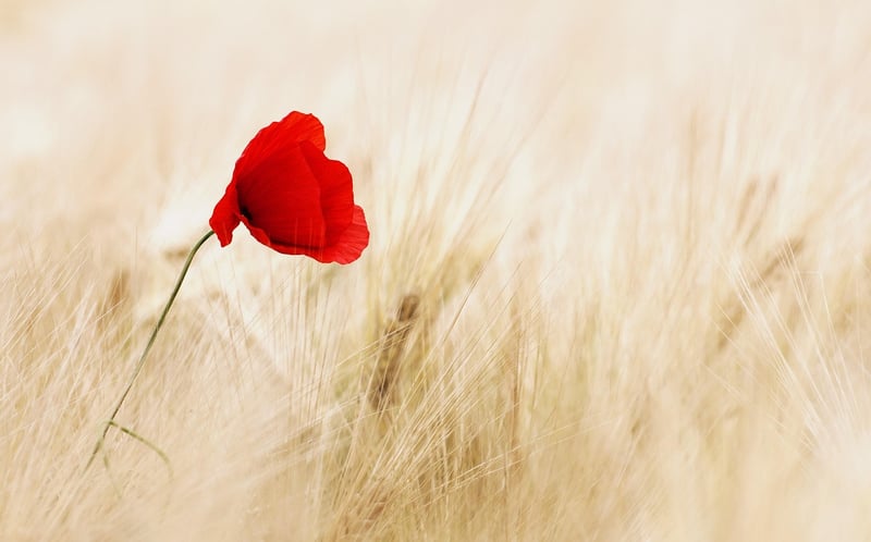 Wildflowers