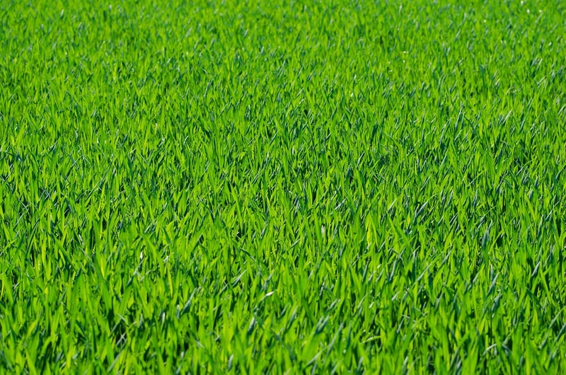 Ornamental Grass