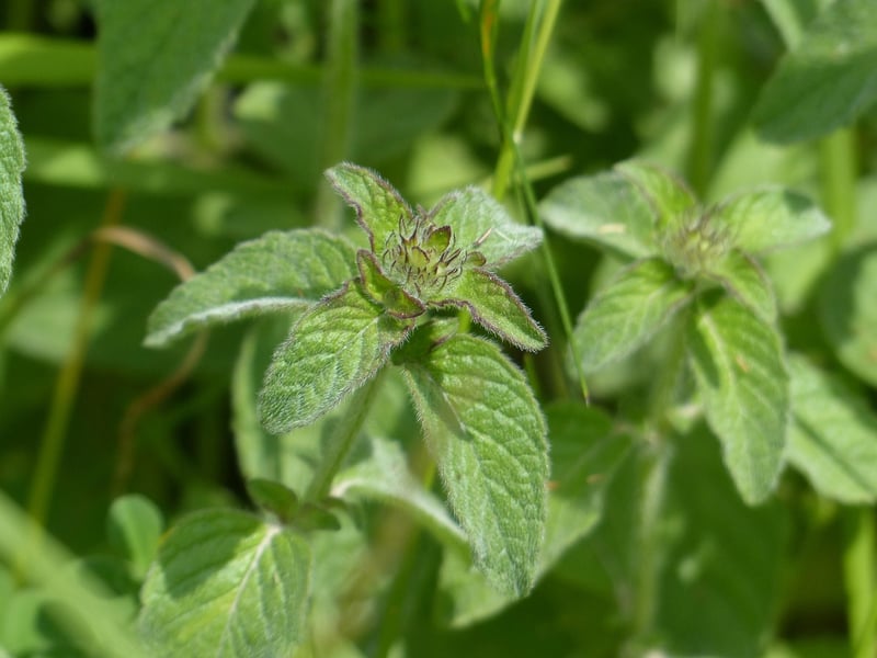 Mint Herb
