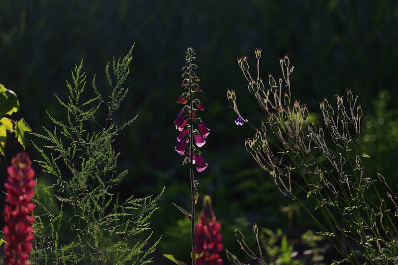 Summer Rooftop Garden
